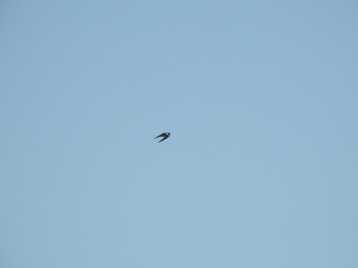tern sp. - ML637938880