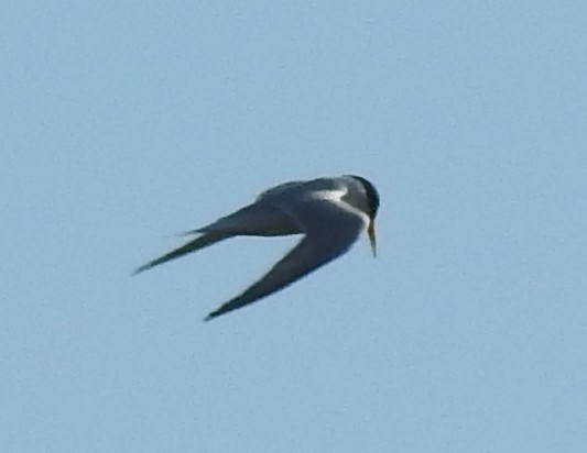 tern sp. - ML637938890