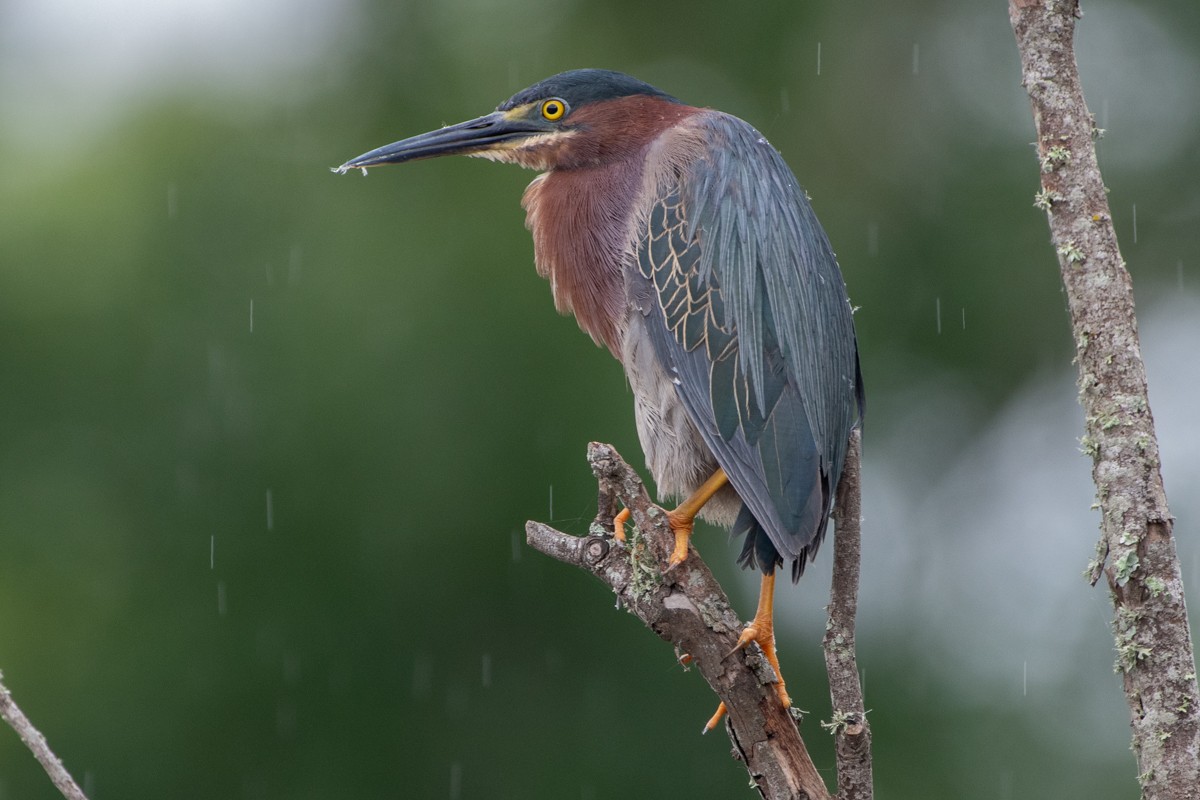 Green Heron - ML637938895