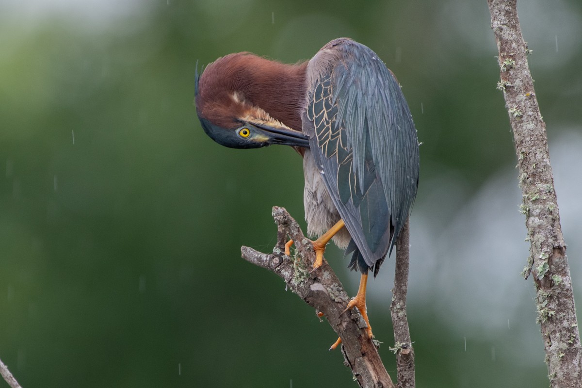 Green Heron - ML637938896