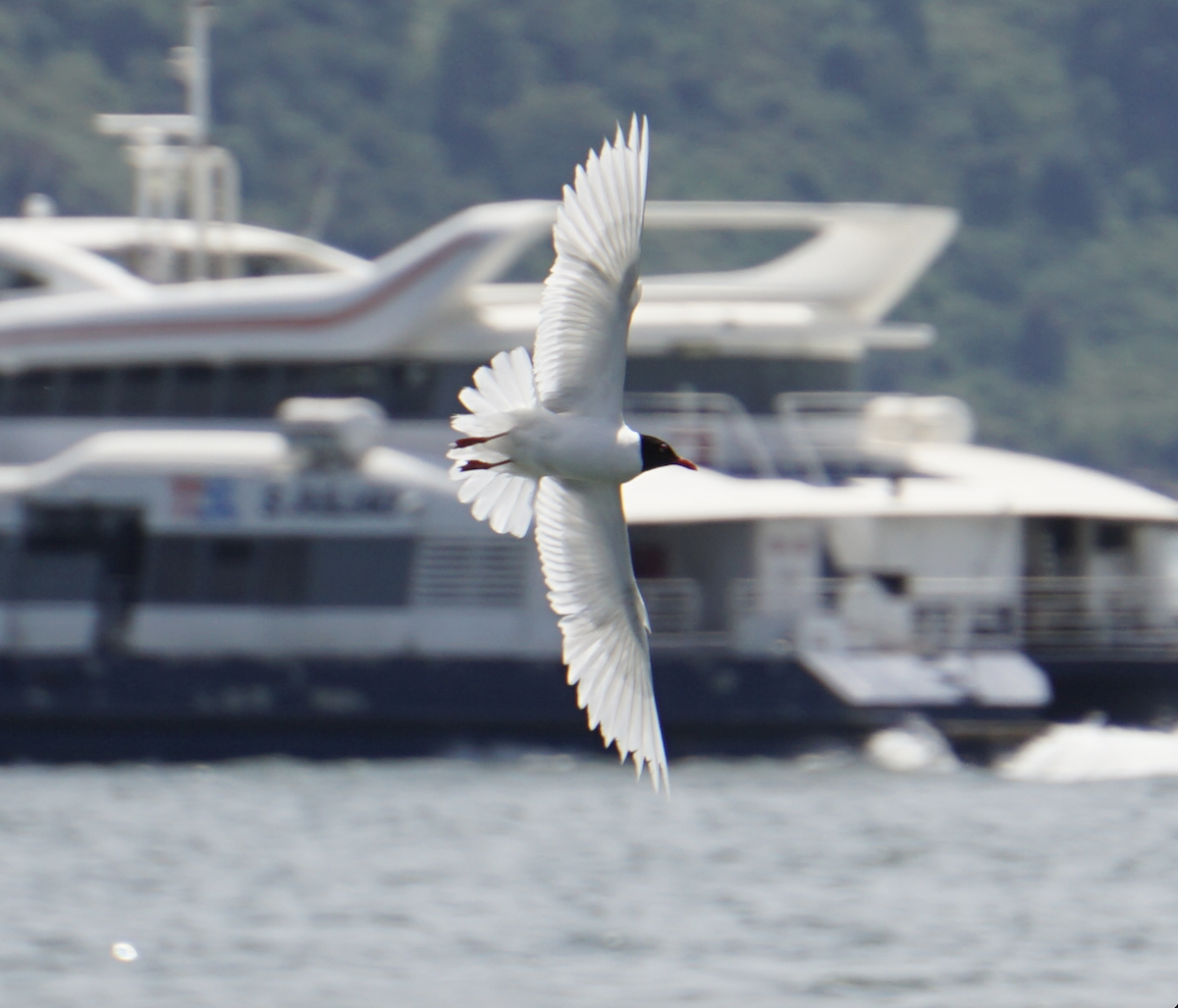 Mediterranean Gull - ML637938950