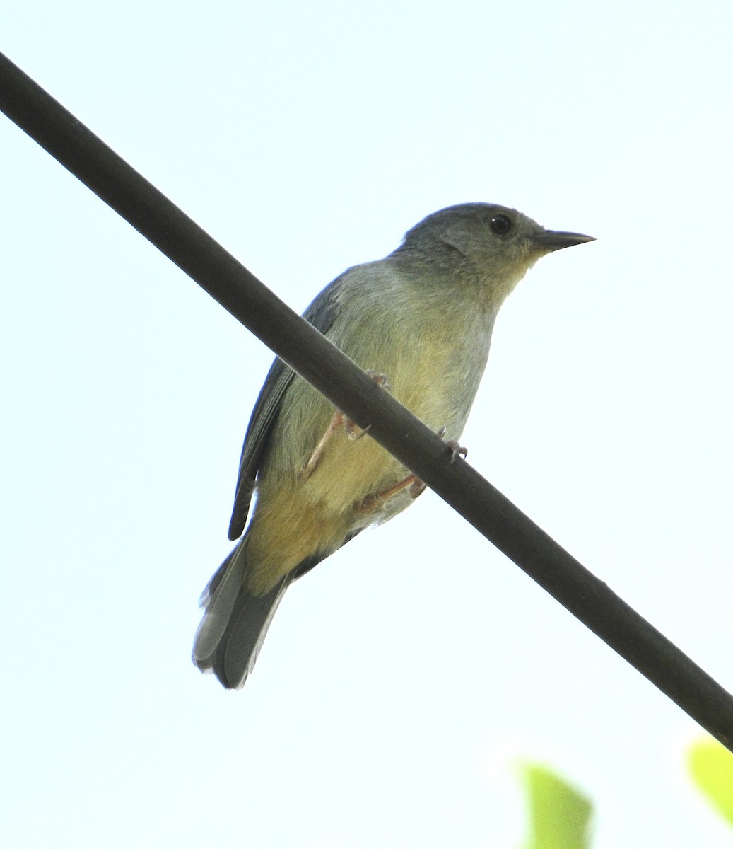 Bicolored Conebill - ML637938960
