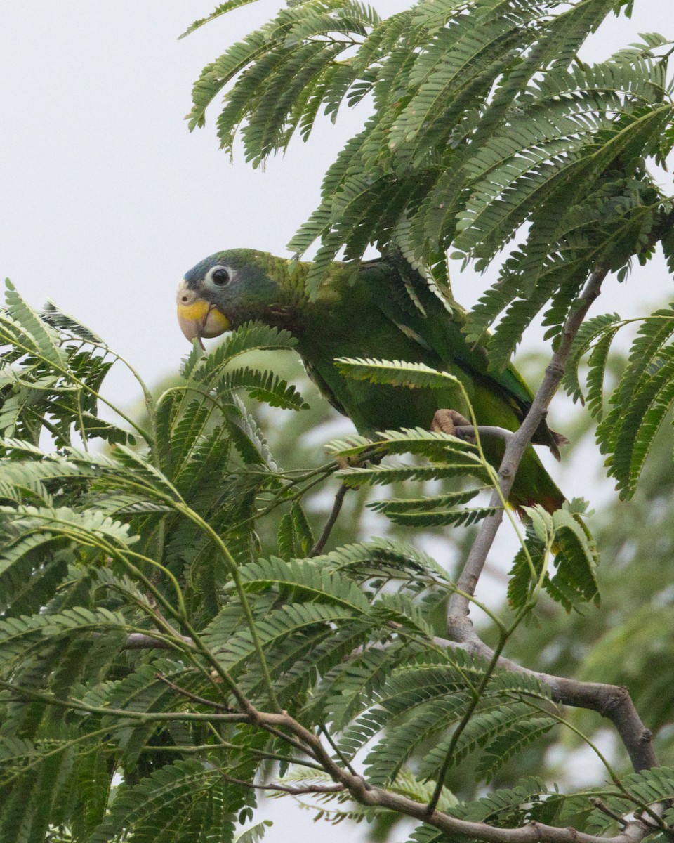 Yellow-billed Amazon - ML637939026