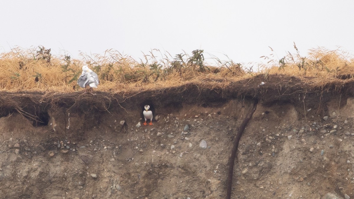 Horned Puffin - ML637939046