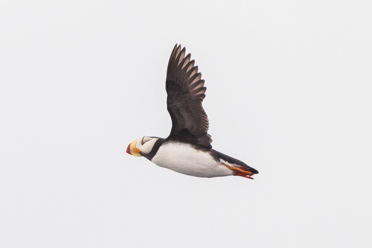 Horned Puffin - ML637939047