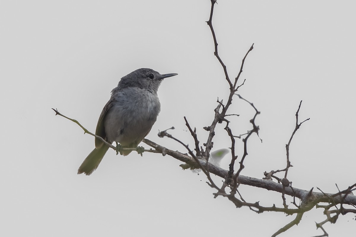 Black-capped Gnatcatcher - ML637939109