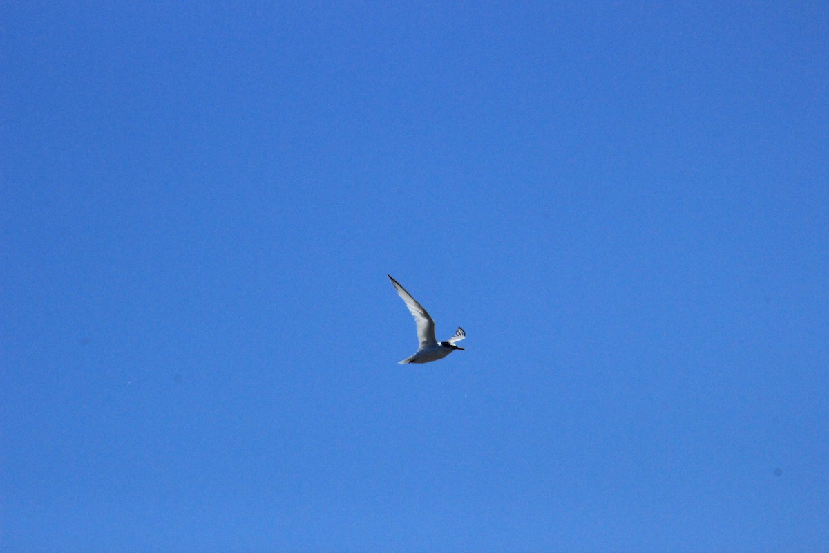 Little Tern - ML637939116