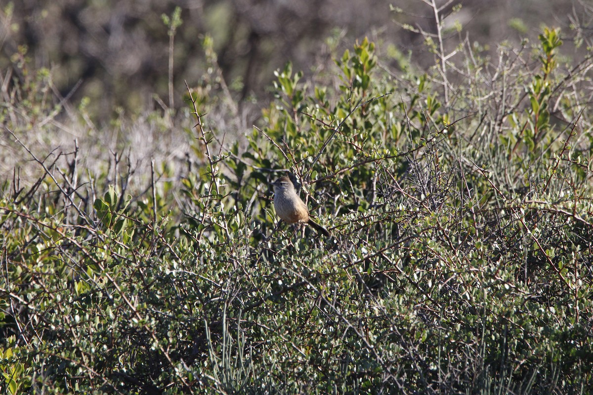 Dusky-tailed Canastero - ML637939183