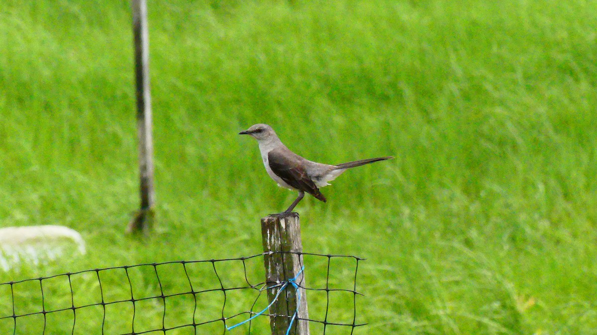 Northern Mockingbird - ML637939195