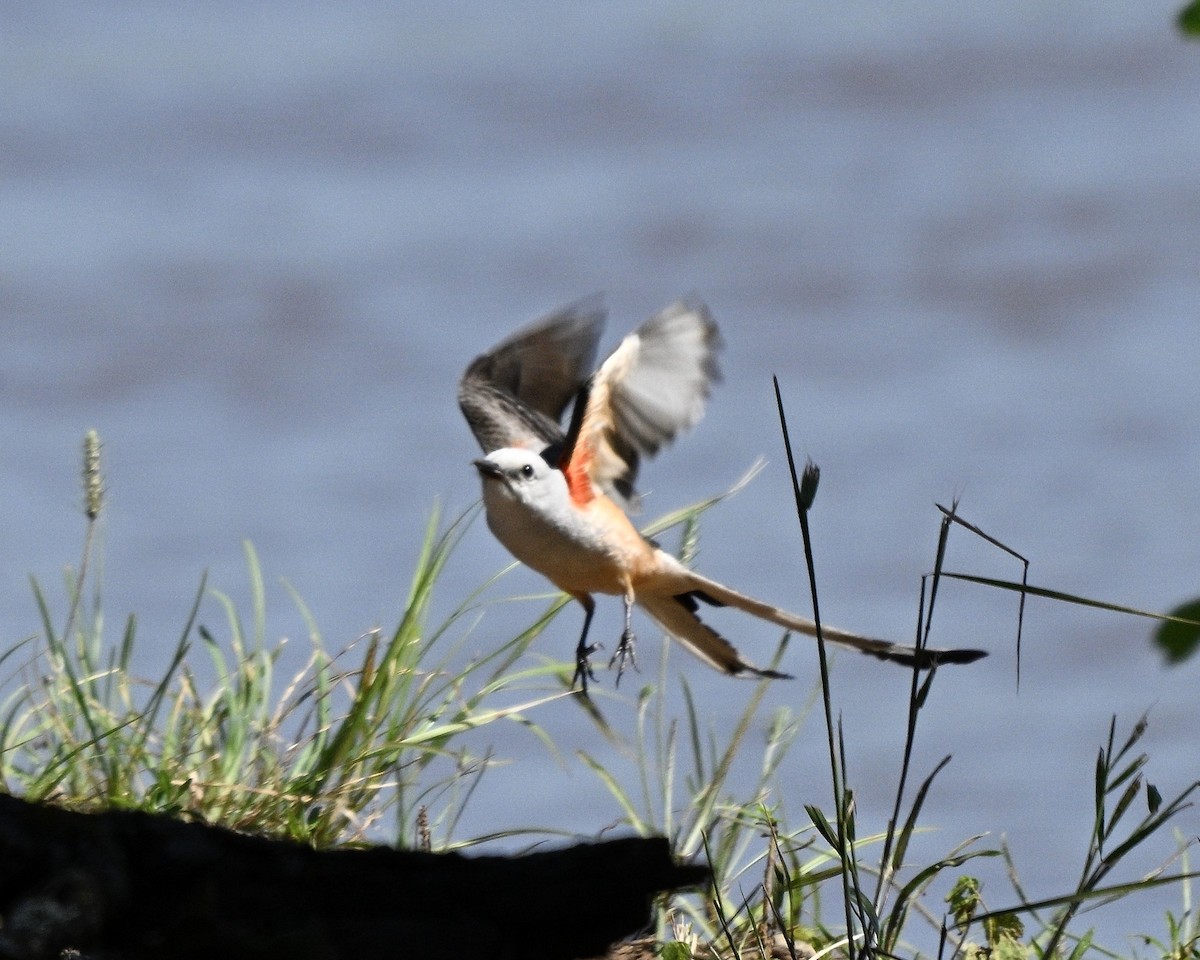 Scissor-tailed Flycatcher - ML637939200