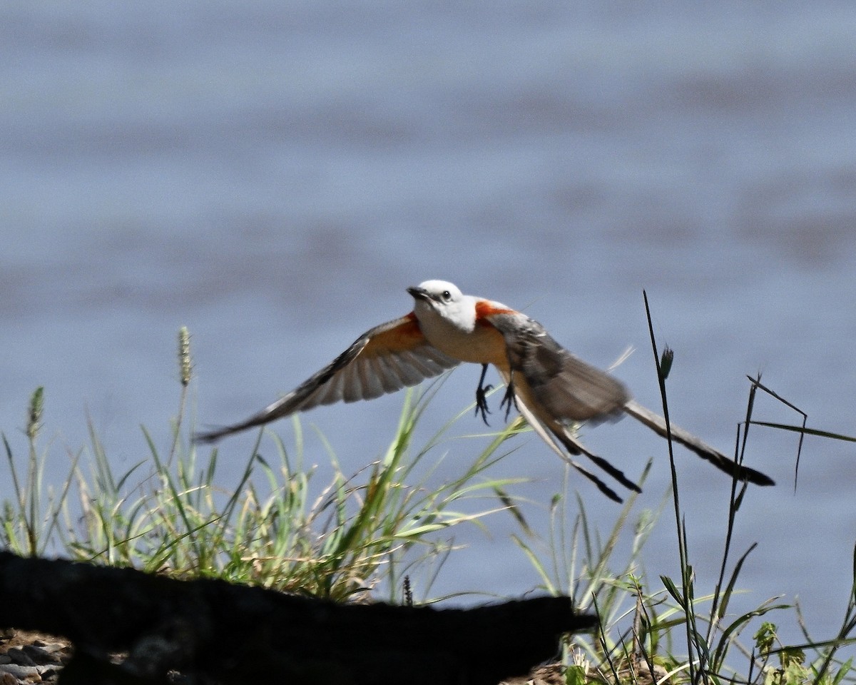 Scissor-tailed Flycatcher - ML637939201