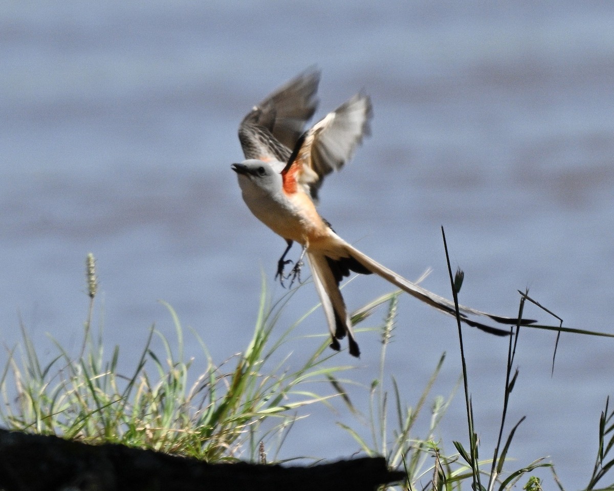 Scissor-tailed Flycatcher - ML637939202