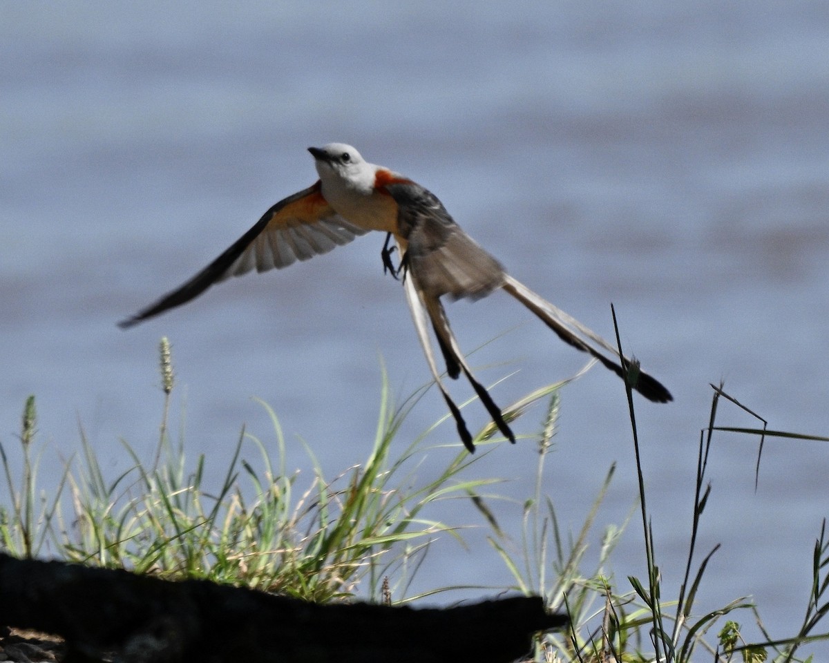 Scissor-tailed Flycatcher - ML637939203