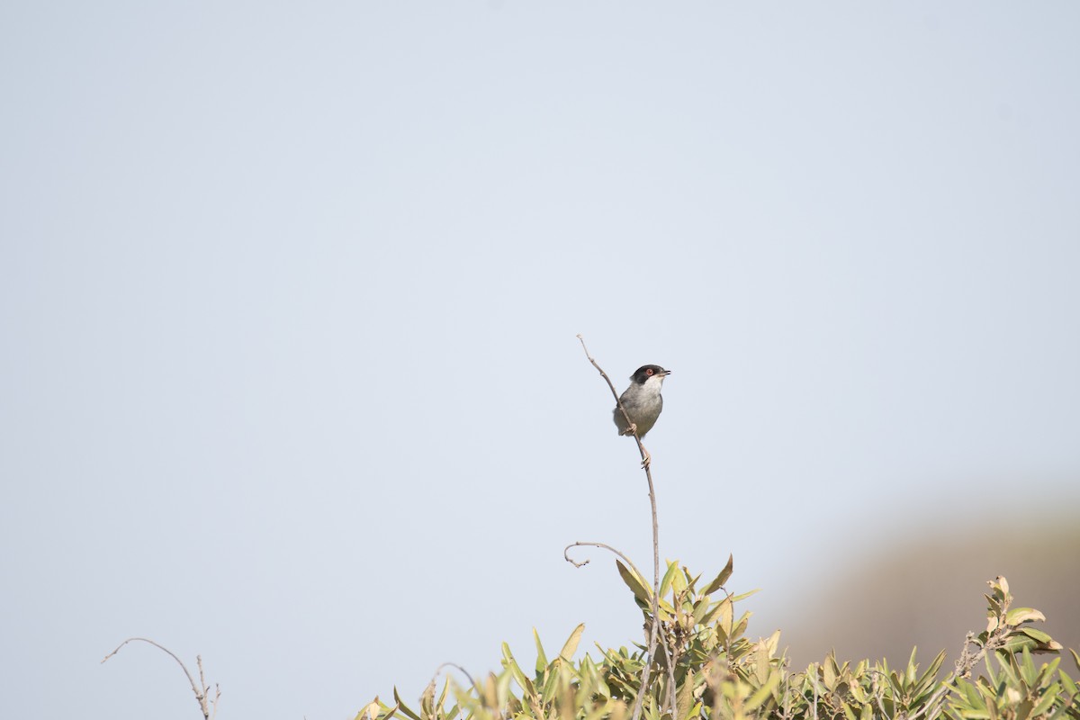 Sardinian Warbler - ML637939212