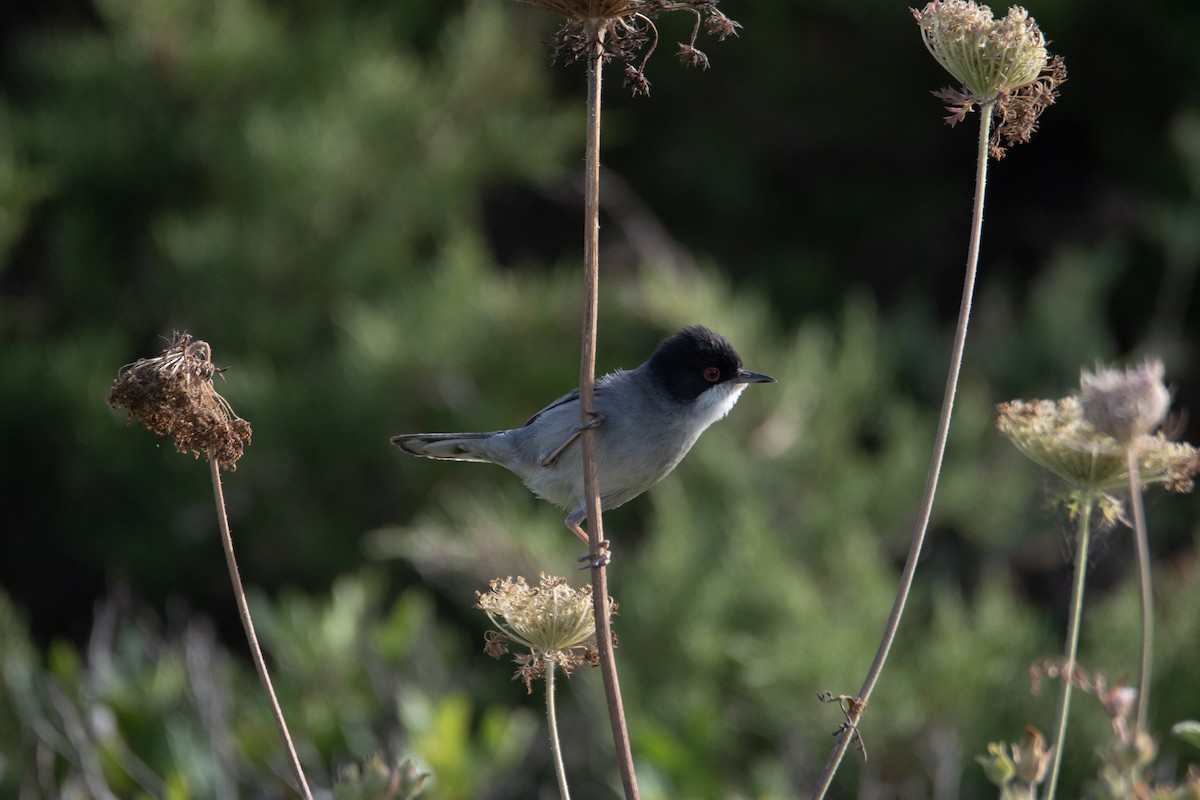 Sardinian Warbler - ML637939213
