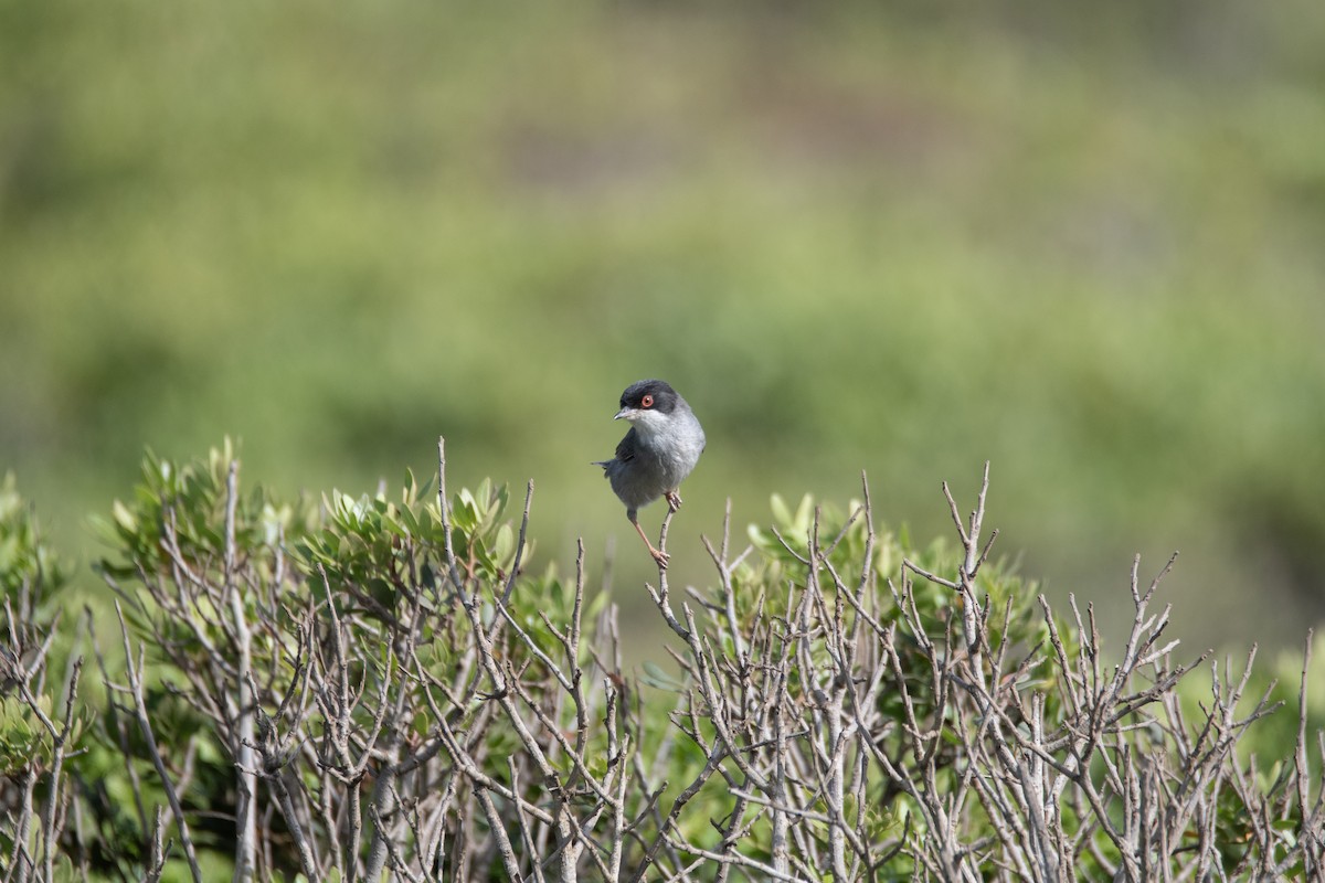 Sardinian Warbler - ML637939214