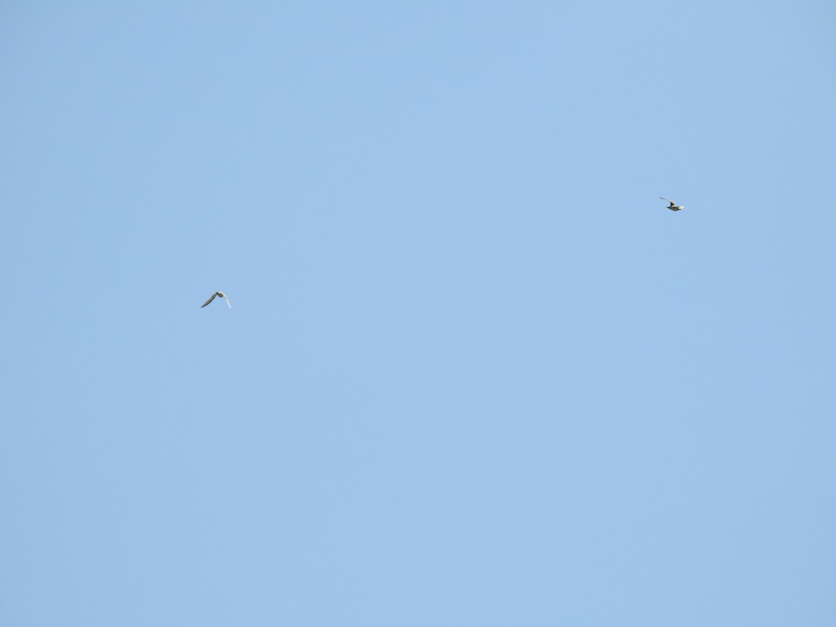 tern sp. - ML637939235