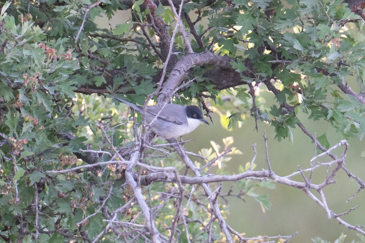 Eastern Orphean Warbler - ML637939241