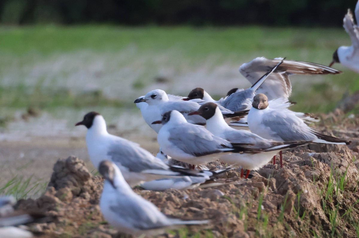 Mediterranean Gull - ML637939258