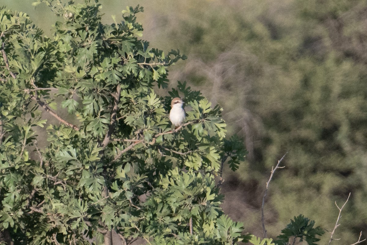 Red-tailed Shrike - ML637939266
