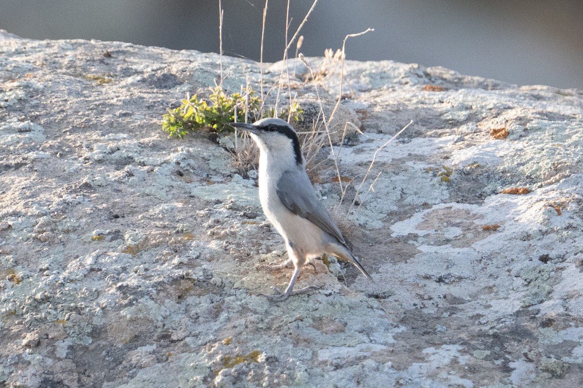 Eastern Rock Nuthatch - ML637939306