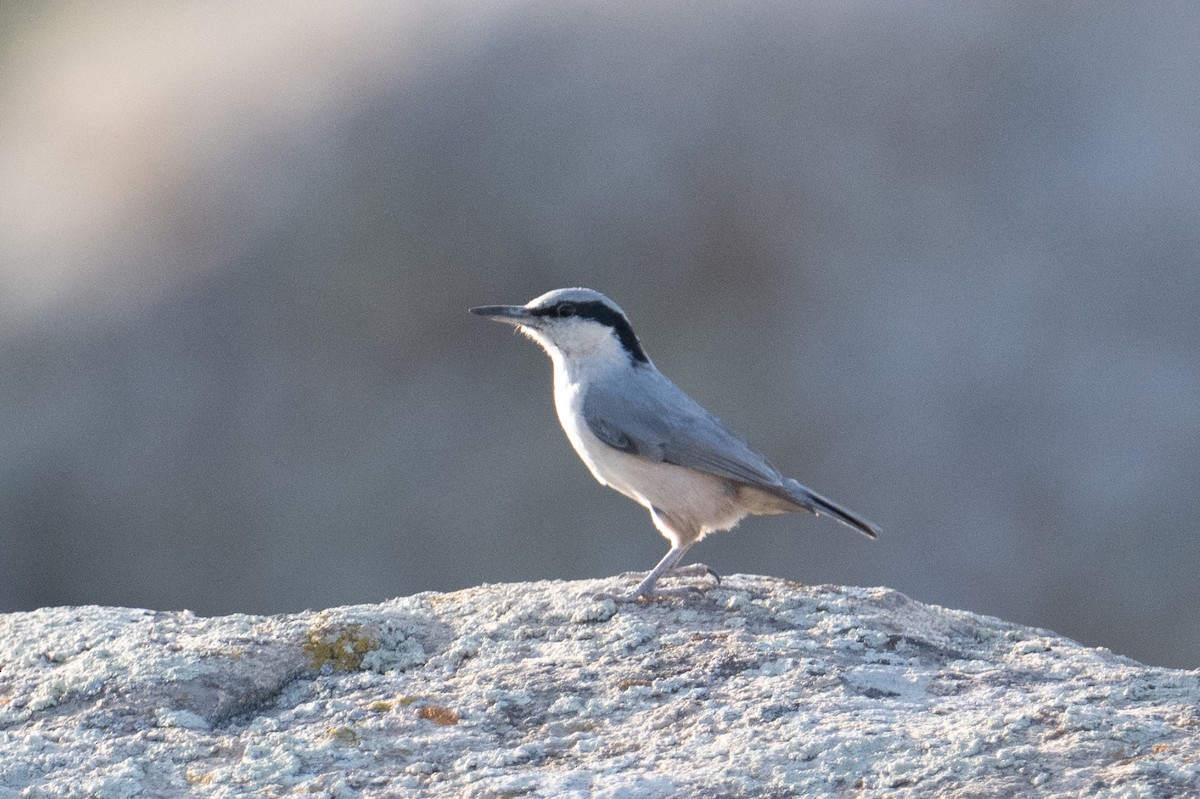 Eastern Rock Nuthatch - ML637939313