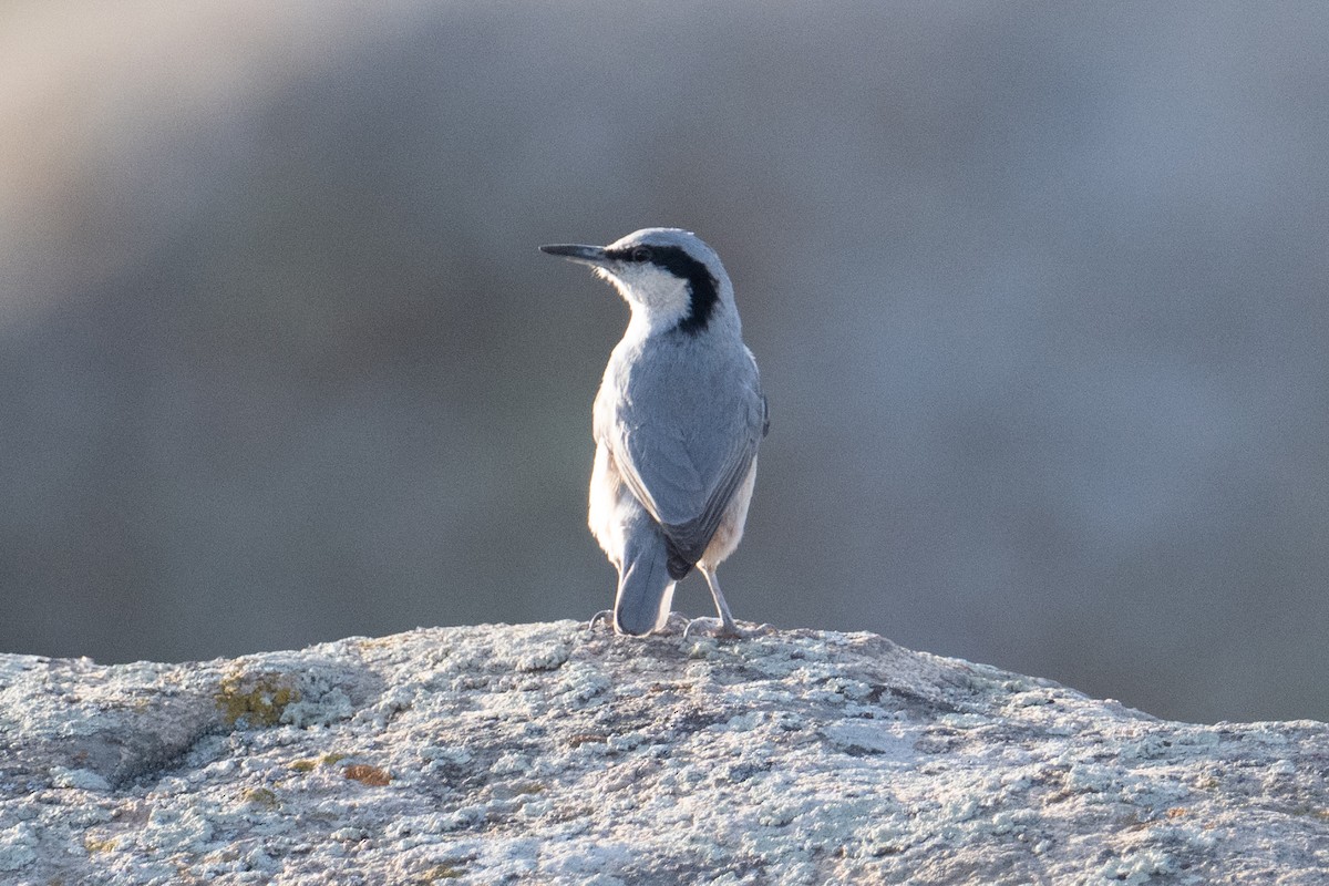Eastern Rock Nuthatch - ML637939314