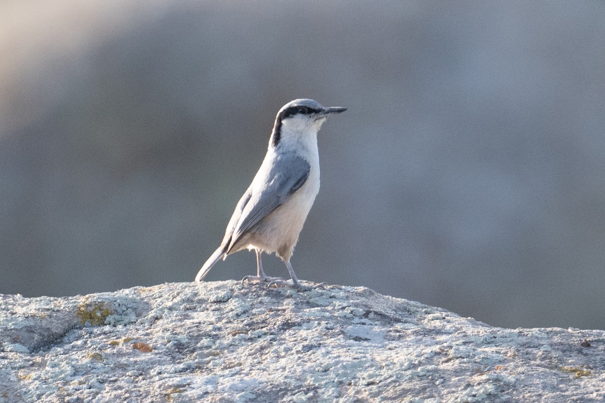 Eastern Rock Nuthatch - ML637939315