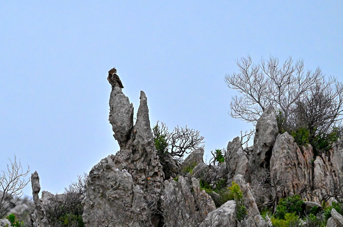 Cape Eagle-Owl - ML637939338