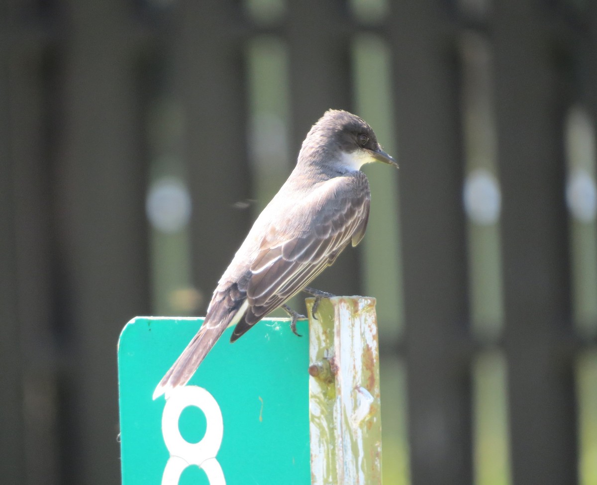 Eastern Kingbird - ML637939363