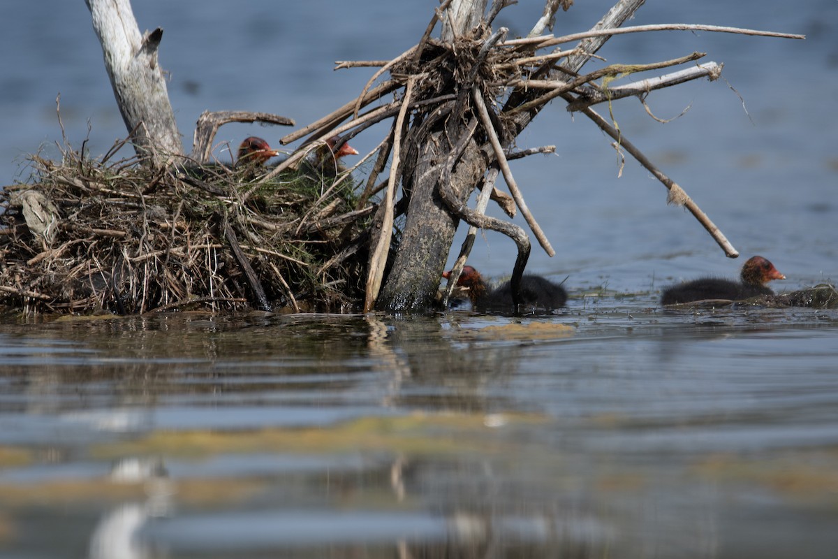 白冠雞 - ML637939365