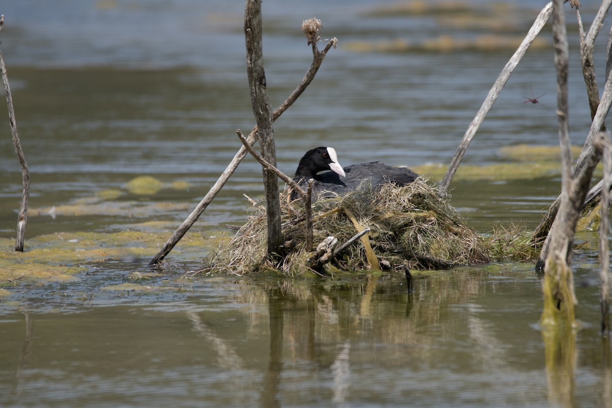 白冠雞 - ML637939366