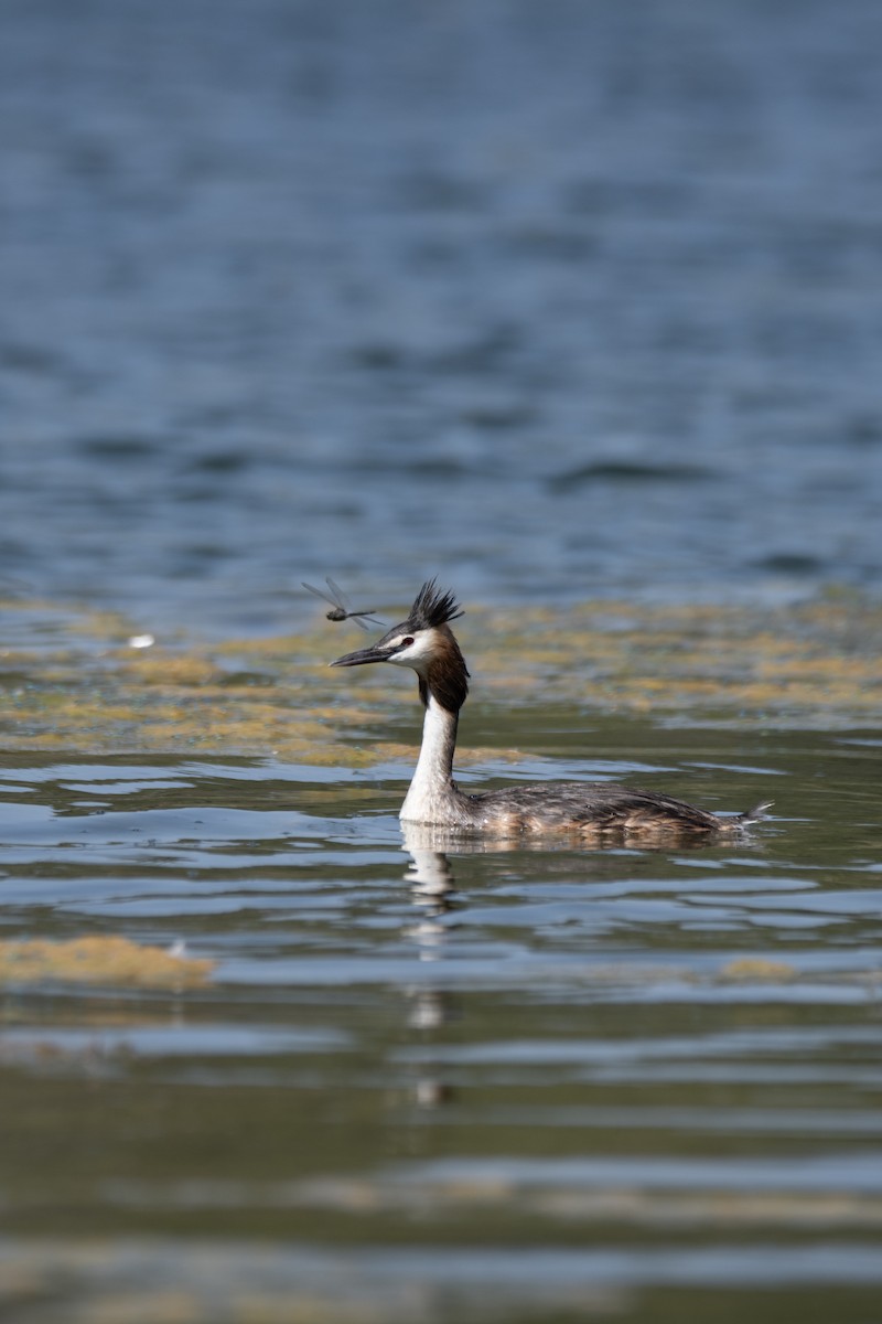 冠鸊鷉 - ML637939375