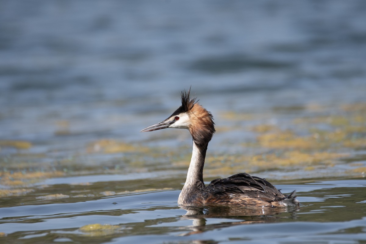 冠鸊鷉 - ML637939376