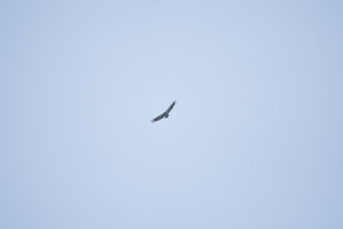 Eurasian Griffon - ML637939412