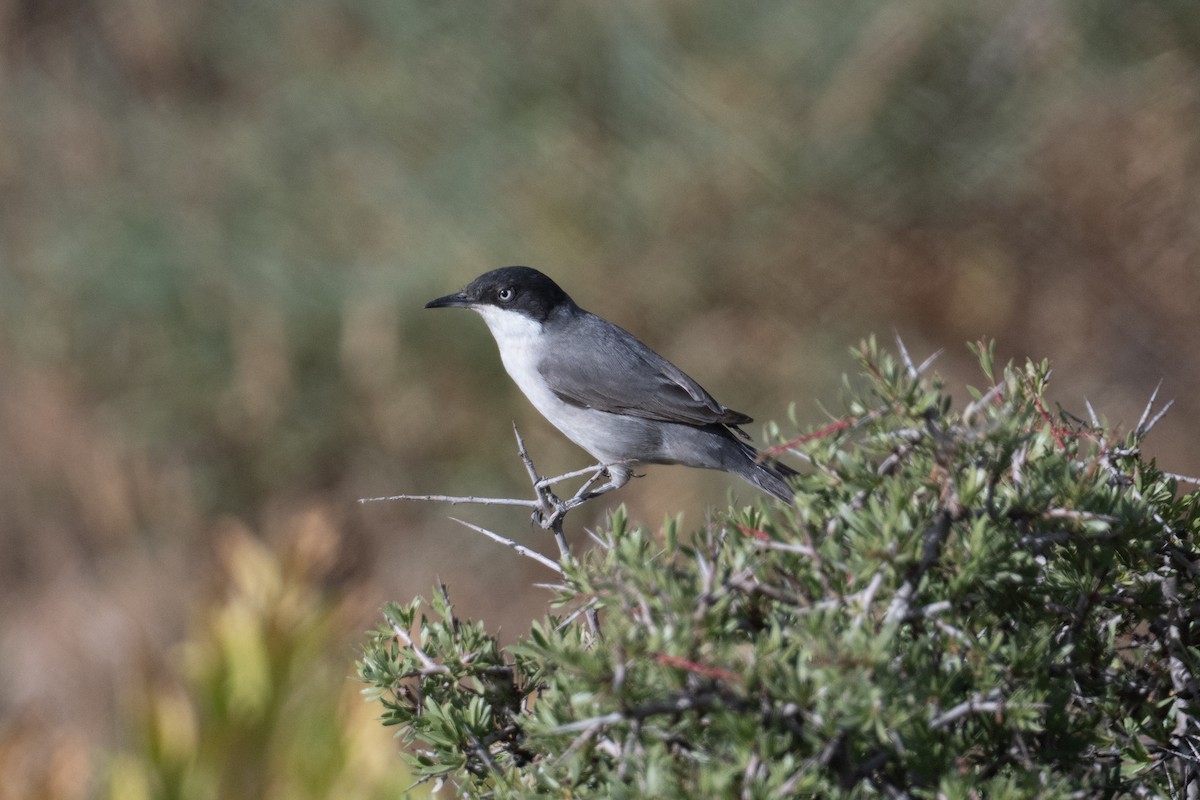 Eastern Orphean Warbler - ML637939443