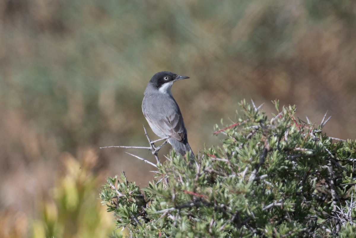 Eastern Orphean Warbler - ML637939446