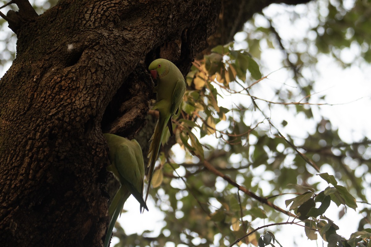 紅領綠鸚鵡 - ML637939462