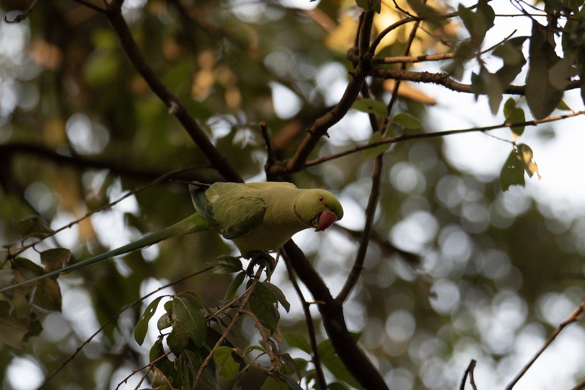 紅領綠鸚鵡 - ML637939463
