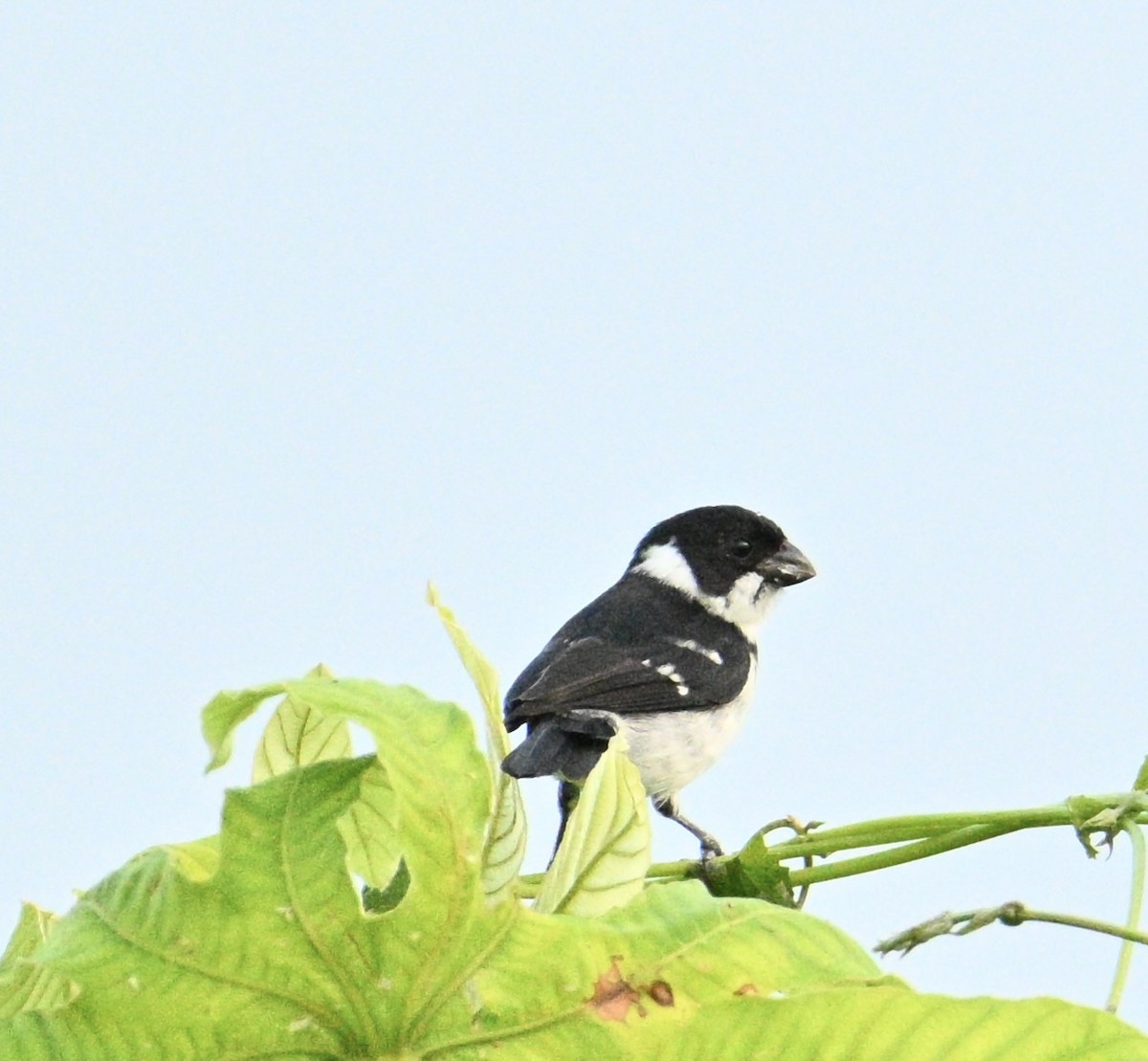 Wing-barred Seedeater - ML637939475