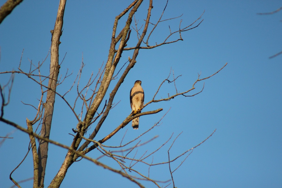 Cooper's Hawk - ML637939524
