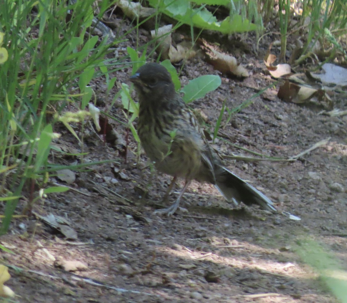 Spotted Towhee - ML637939527
