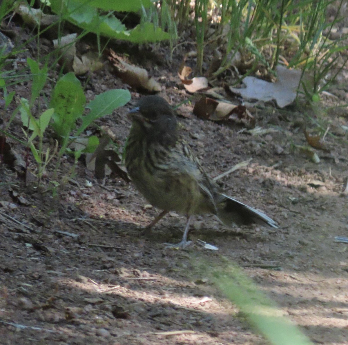 Spotted Towhee - ML637939538