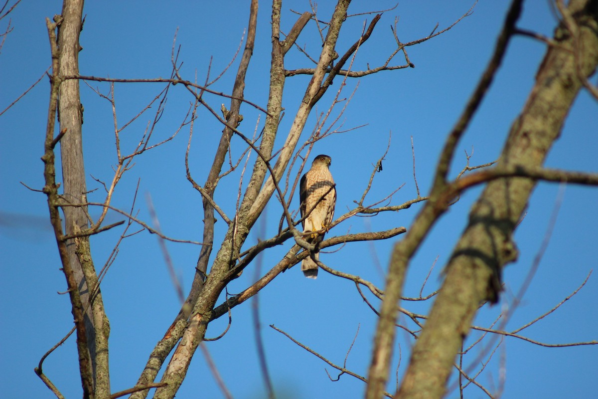 Cooper's Hawk - ML637939541