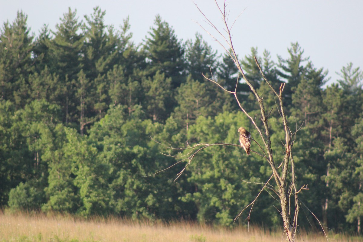 Red-tailed Hawk - ML637939545