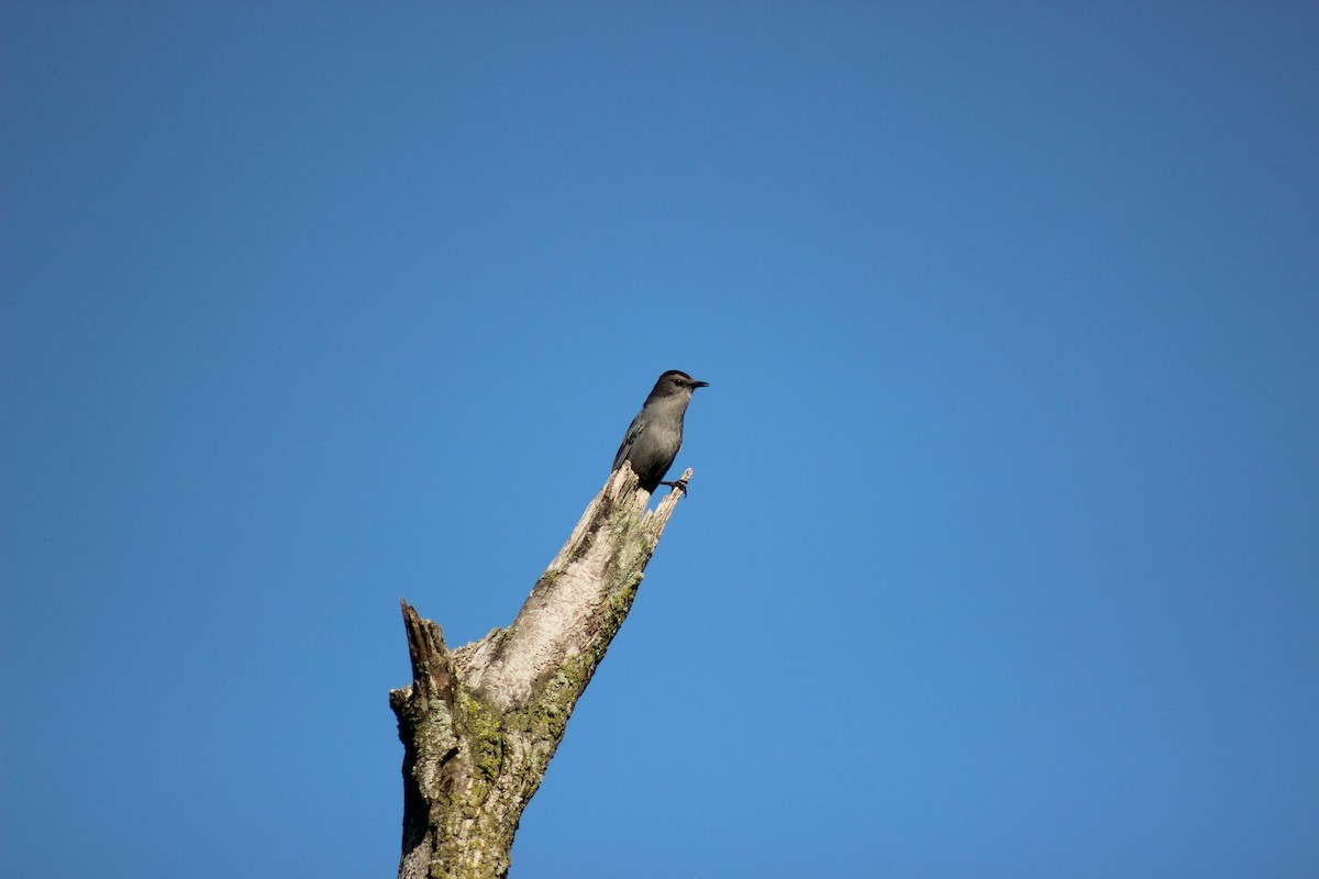 Gray Catbird - ML637939555