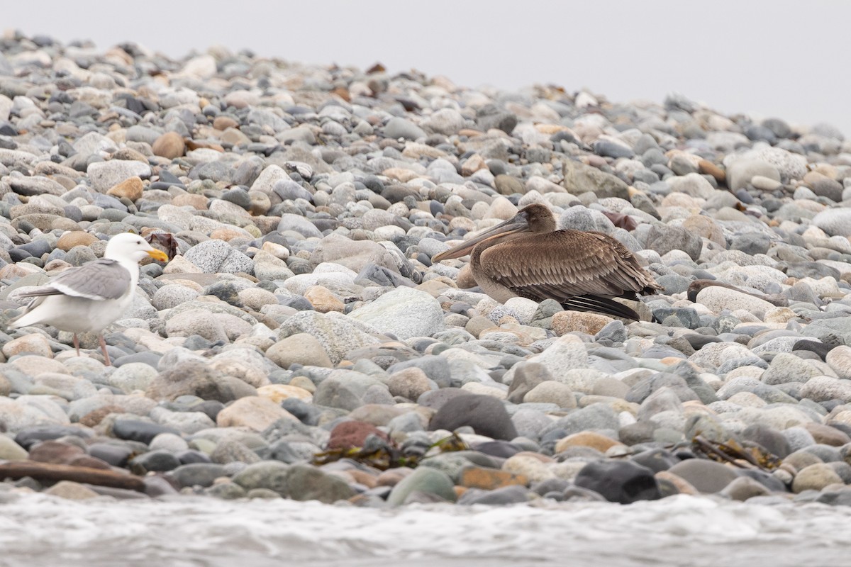 Brown Pelican - ML637939564