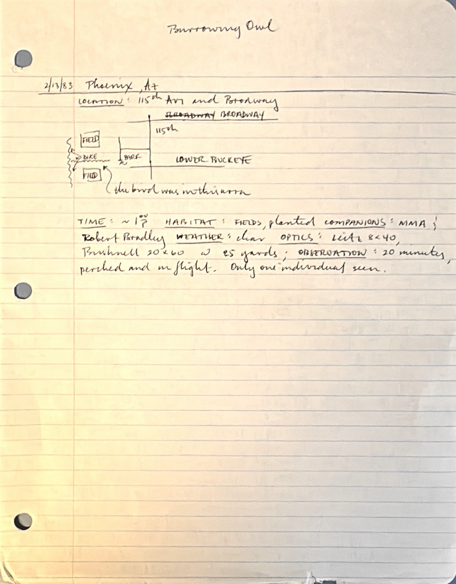Burrowing Owl - ML637939569