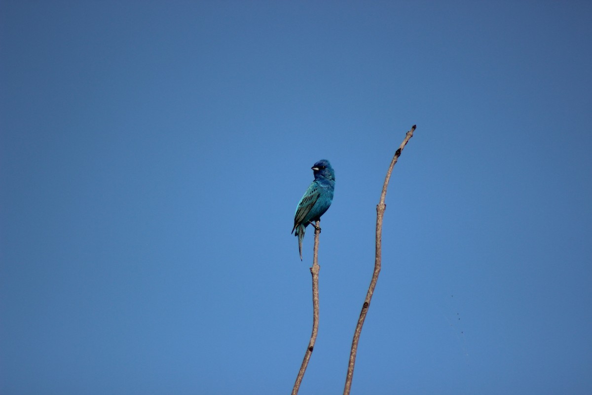 Indigo Bunting - ML637939574