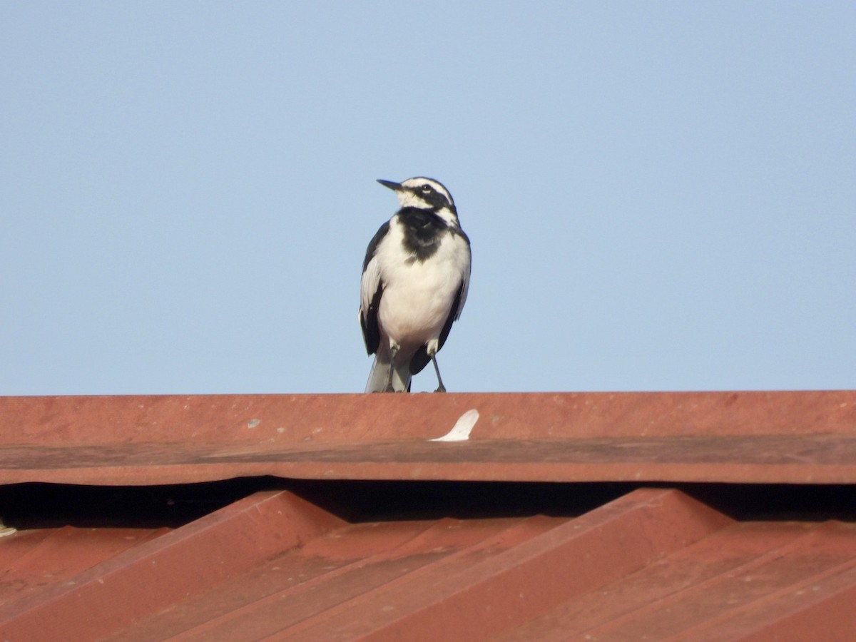 African Pied Wagtail - ML637939576